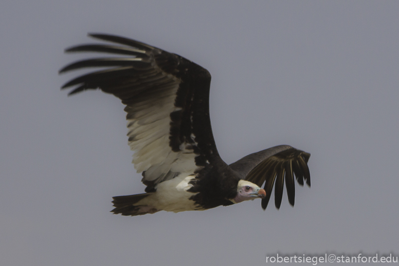 white-headed vulture